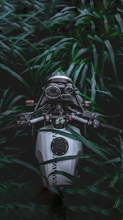 Motorcycle in Lush Green Foliage