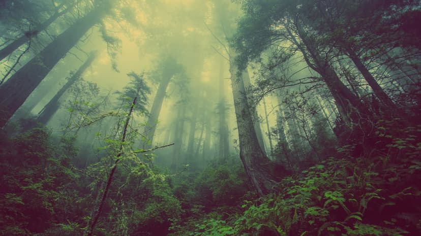 Massive redwood tree trunks ascend into thick white fog above a dense floor of green ferns and woodland moss.