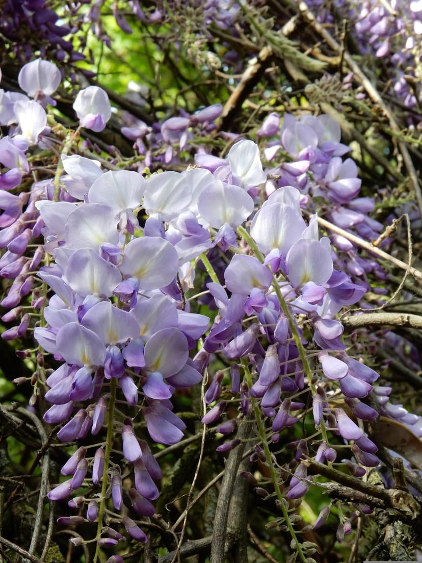 Lavender wisteria flowers hang in long racemes from dark branches amidst green leaves in a close-up garden view.
