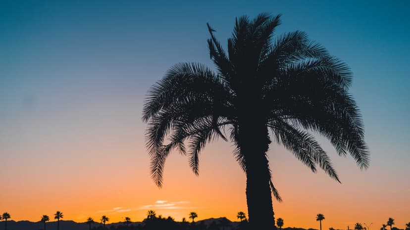 Palm tree silhouette towers over a vibrant orange and blue sunset sky with distant tropical foliage outlines.