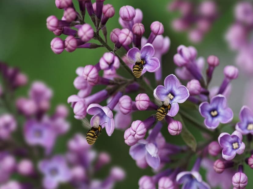 Honeybees hover over clusters of purple lilac blossoms against a blurred green garden background in spring.