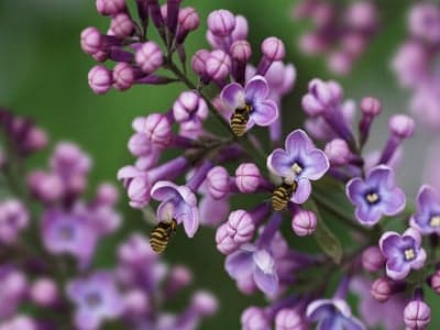 Honeybees on Purple Lilac Blooms Spring Phone Wallpaper