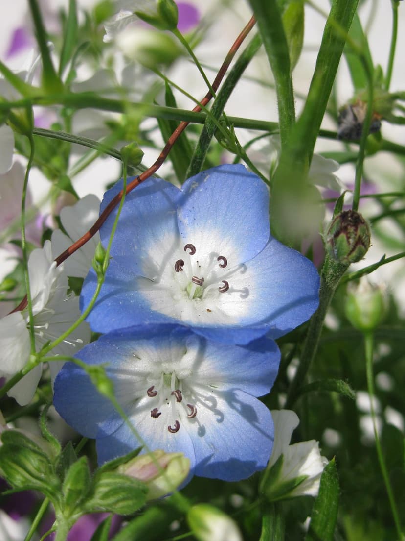 Blue Nemophila flowers with white centers and dark stamens nestled in green stems and tiny white wildflowers.