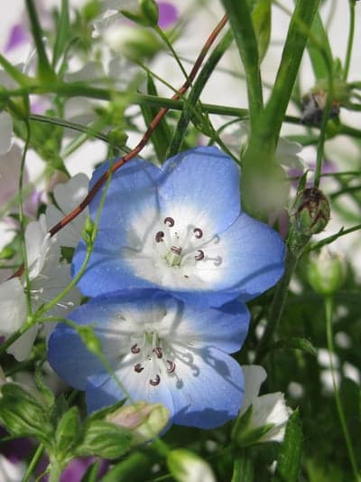 Close-up of Blue Baby Blue Eyes Flowers in Bouquet