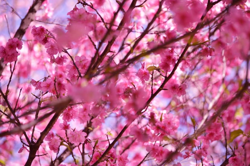 Pink cherry blossom petals on a dark branch bloom against a blurred, soft pastel sky in a close-up shot.