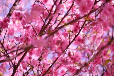 Beautiful Pink Cherry Blossoms in Full Bloom