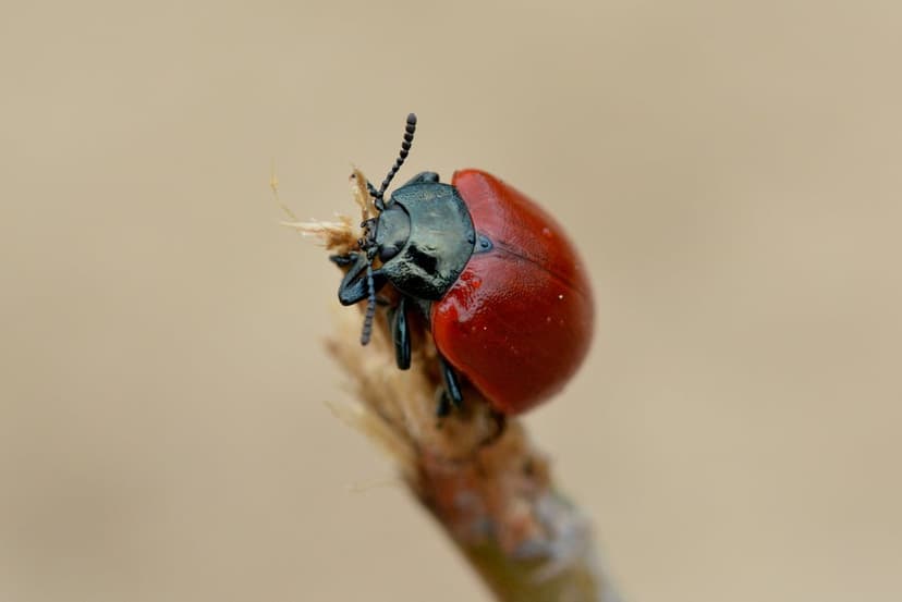 Red beetle with a glossy shell perches on a dry twig against a blurred, earth-toned natural background.