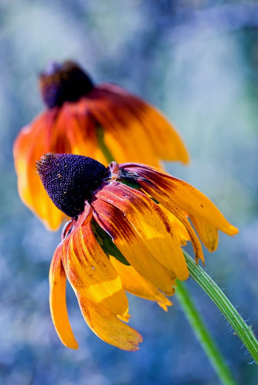 Rudbeckia flower with yellow petals and a dark center stands before a soft blue and orange bokeh background.