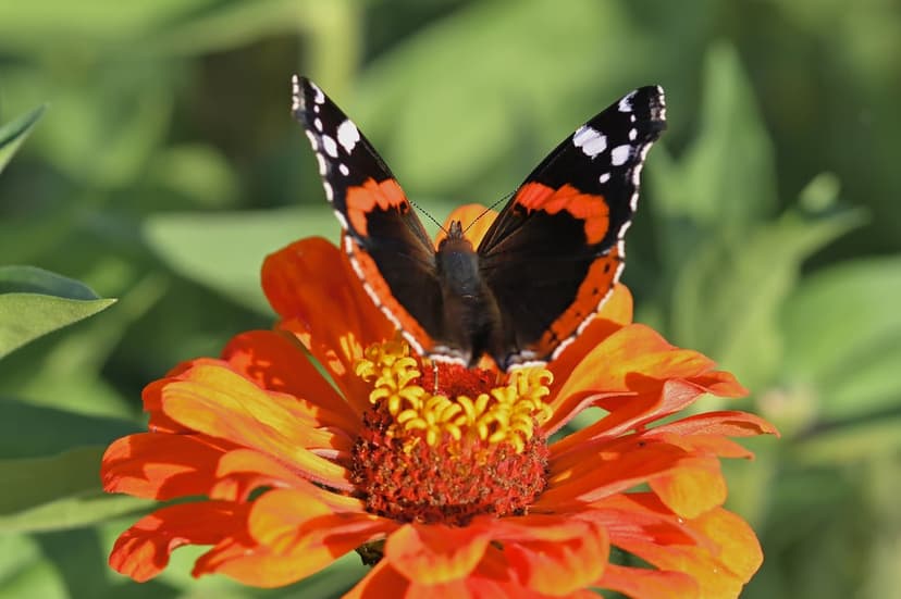 Red Admiral butterfly with black and orange wings perches on a blooming Zinnia flower against blurred greenery.