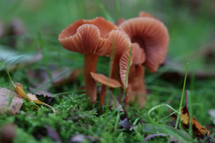 Orange mushrooms with visible gills grow from bright green moss on a woodland floor with fallen autumn leaves.