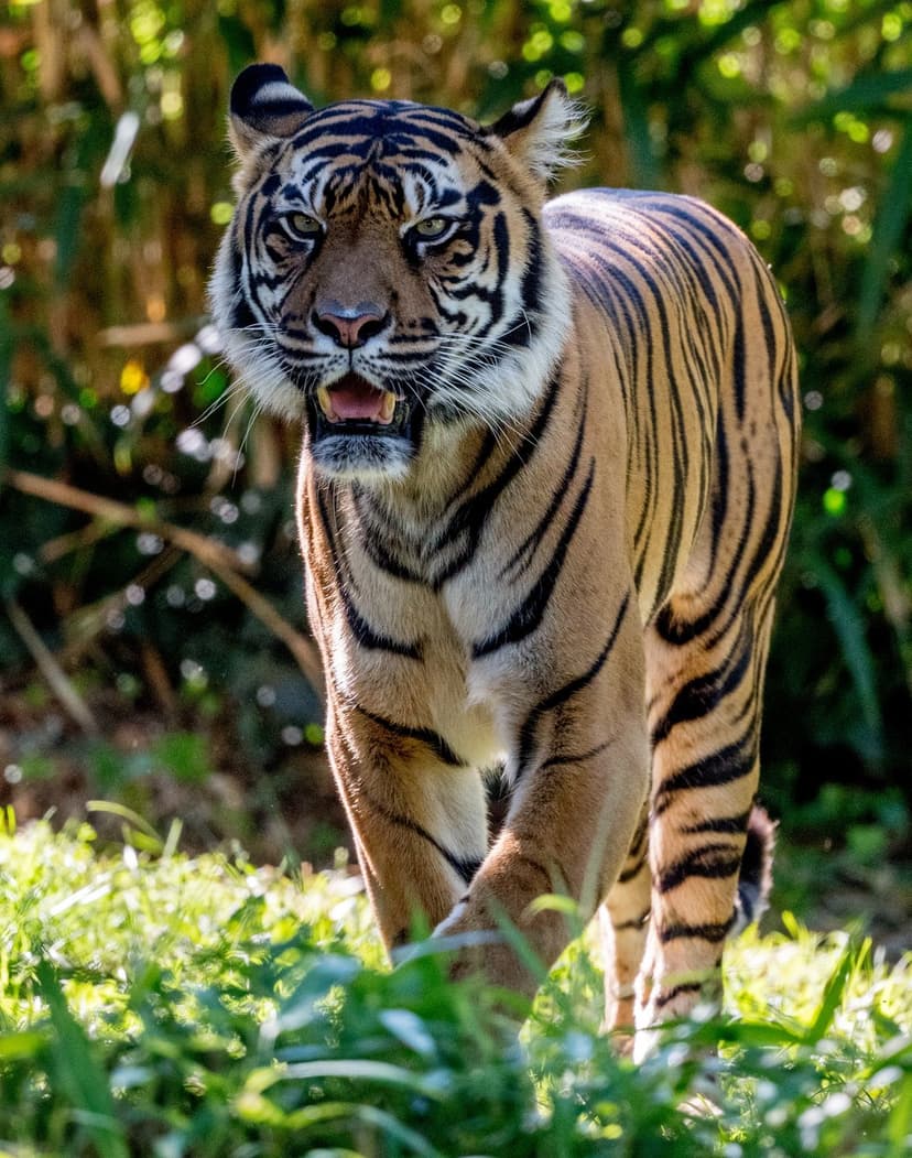 Bengal tiger stalks through tall green grass with an open mouth and amber eyes in dappled forest sunlight.