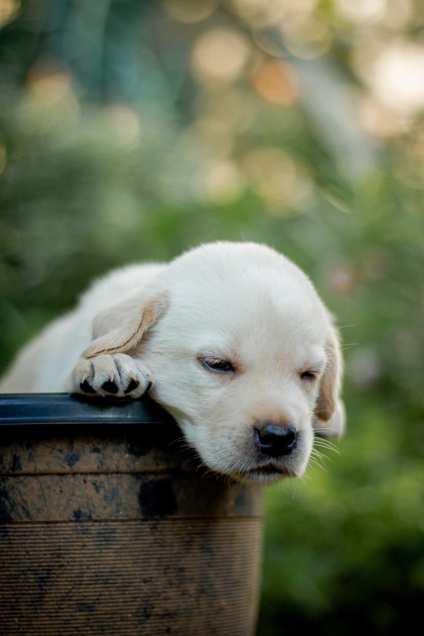 Cream Labrador puppy rests a sleepy head and paw on the rim of a dark planter pot against blurred greenery.