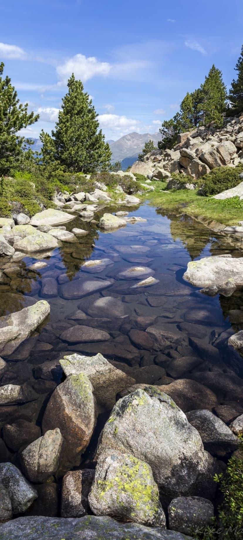 Clear mountain water flows over multicolored river rocks with pine trees and distant peaks under a blue sky.