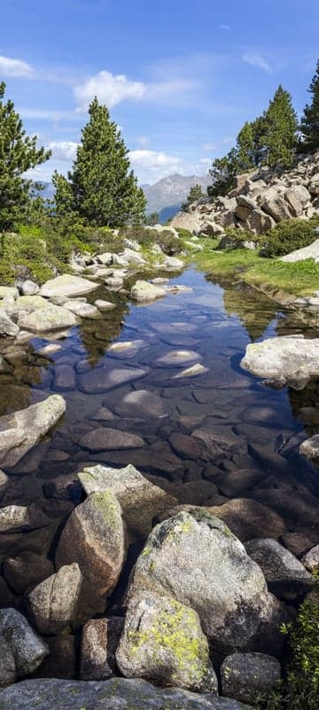 Clear mountain stream with rocks and pine trees