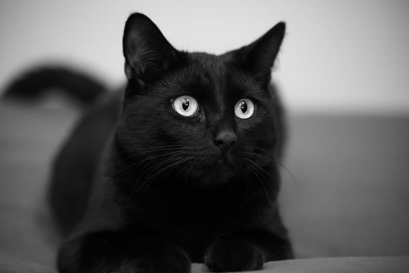 Black cat with bright white pupils and sleek fur stares forward against a dark monochromatic background.