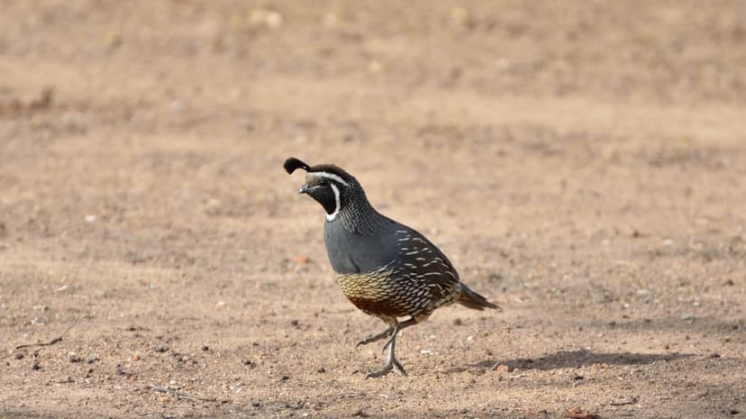 California Quail with a black topknot and white facial stripes stands on dry earth before a soft bokeh background.