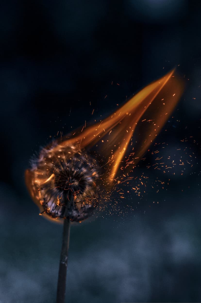 Burning dandelion head with glowing orange sparks and fire trails against a dark blurred background.