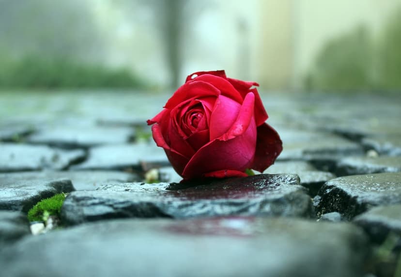 Red rose blossom lying on dark wet cobblestones with green moss in the cracks and a blurry background.