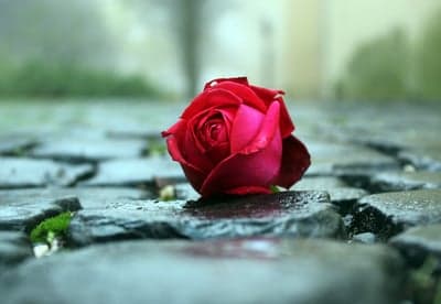 Single red rose on wet cobblestone path