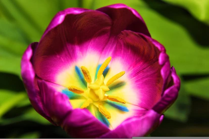 Purple tulip petals surround a bright yellow stamen with blue accents against a soft blurred green backdrop.
