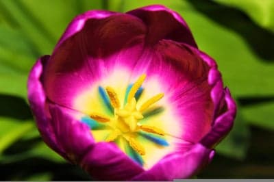 Vivid Purple Tulip Macro Blossom Mobile Screen Backdrop
