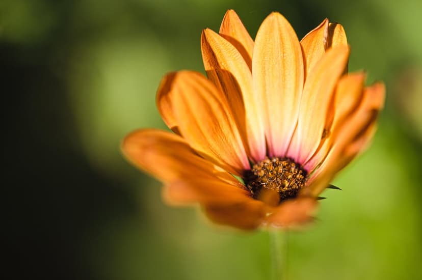 Orange Osteospermum daisy with a textured brown center and glowing petals against a soft green bokeh background.