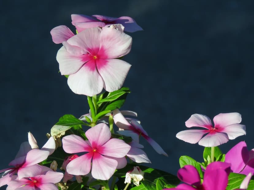 Pink vinca periwinkle flowers with white-edged petals and bright centers over a dark blue background.