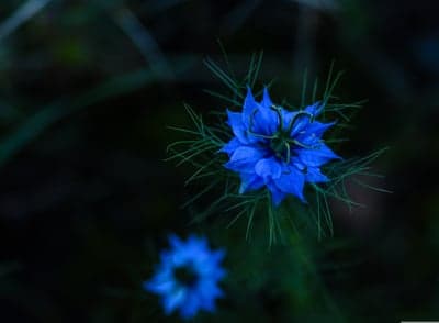 Serene Blue Nigella Damascena Flower Phone Wallpaper