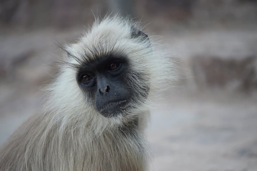 Gray langur monkey with a black face and expressive eyes stares forward against a blurred green background.