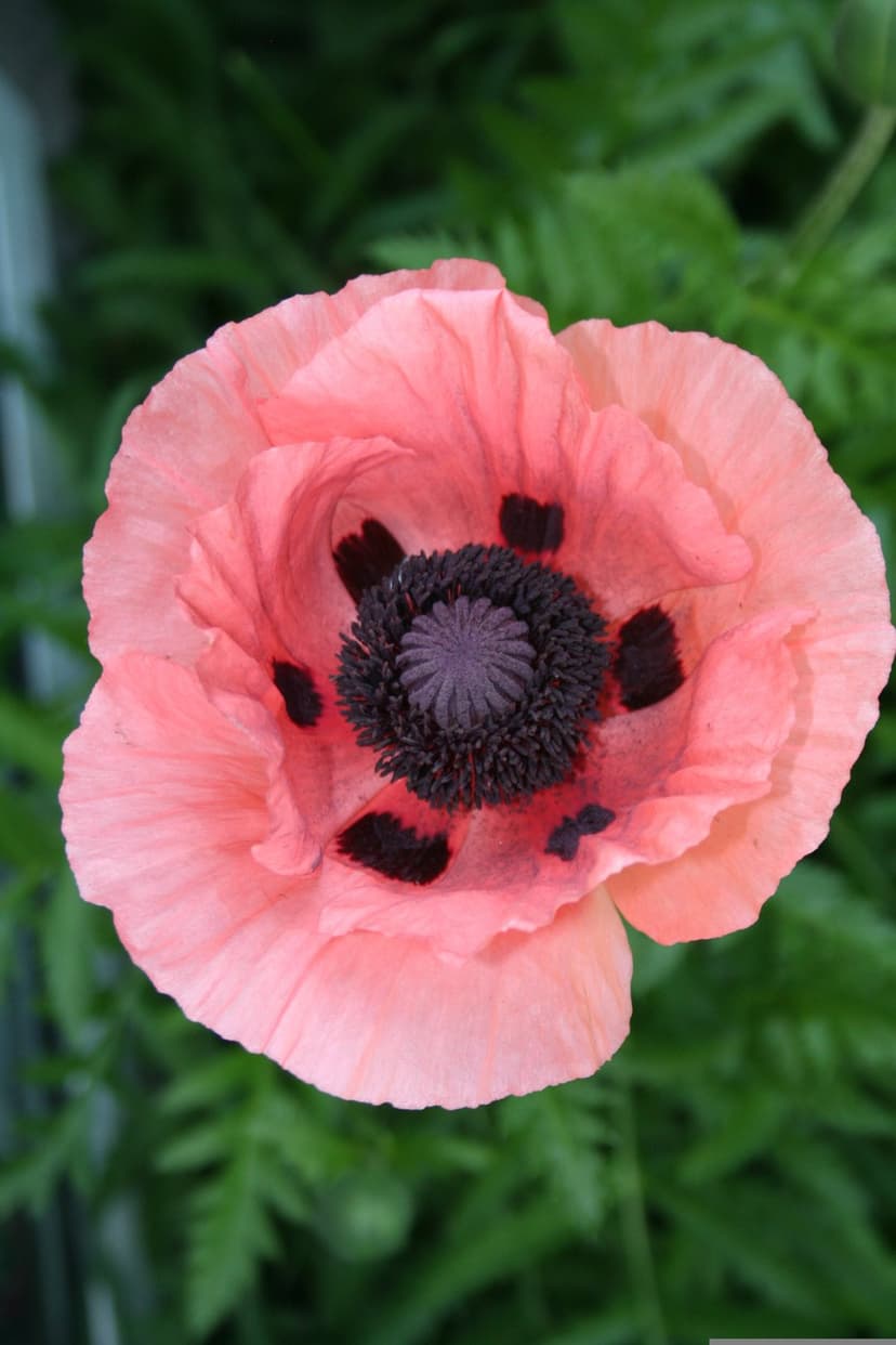 Pink poppy flower with ruffled fuchsia petals and a dark center against a blurred green leaf backdrop.