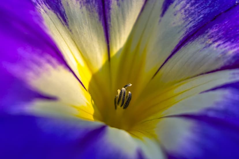 Purple bindweed flower with a yellow throat and white streaks features delicate stamen against a blurred background.