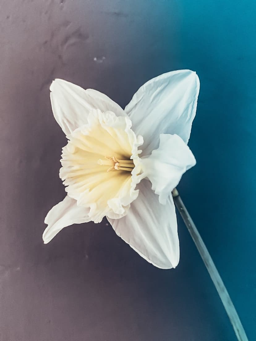 White daffodil flower with a ruffled yellow center set against a soft purple and blue blurred gradient background.