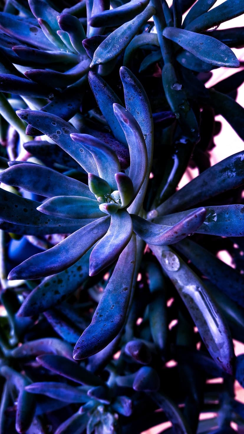 Blue succulent leaves covered in clear water droplets showcase intricate botanical textures and moody lighting.