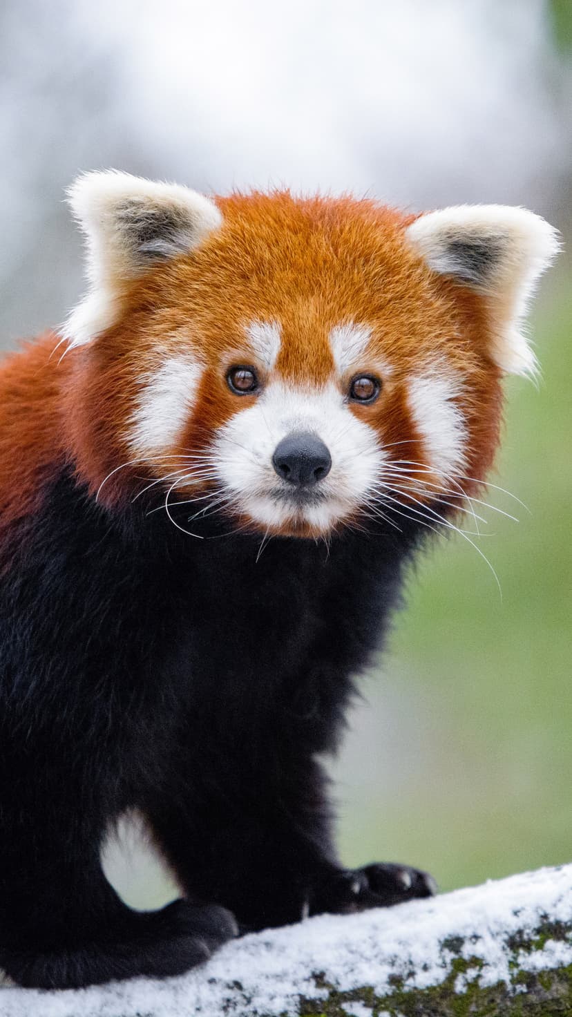 Red panda with russet fur and white whiskers rests on a snow-covered branch against a blurred winter forest.