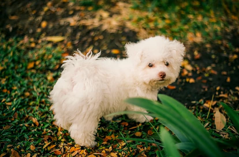 White fluffy puppy with curly fur sitting in autumn leaves with a soft blurred forest background.