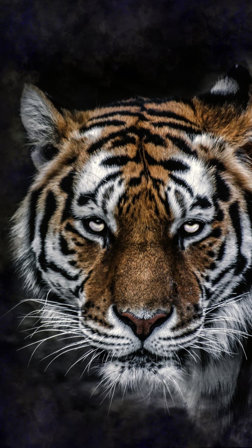 Tiger face with bright orange fur, black stripes, and glowing yellow eyes stares forward against a black background.