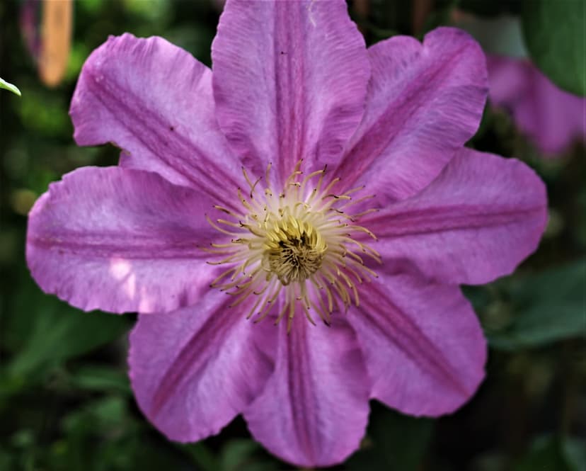 Purple Clematis flower petals close up with yellow stamen against a blurred green background in macro detail.