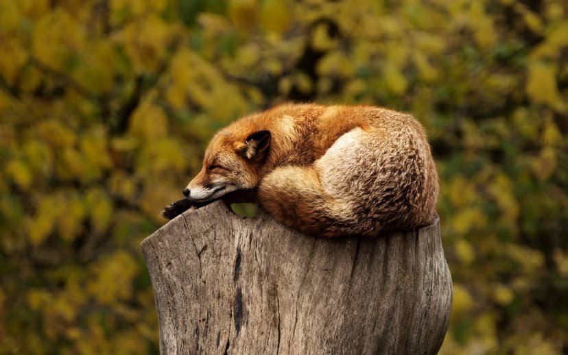 Red fox curled in a ball sleeping on a textured wood stump with a blurred yellow autumn leaf background.