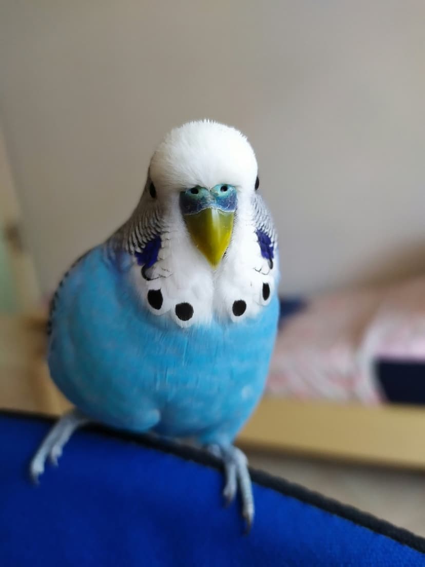 Blue budgie bird with fluffy cerulean feathers and a yellow face perches on a blue surface looking forward.