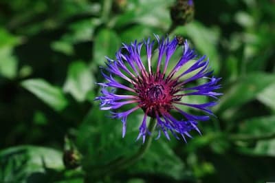Macro Bee on Purple Cornflower Tablet Screen Background