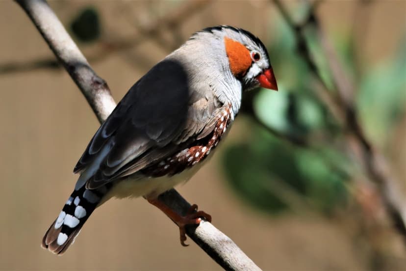 Zebra Finch with an orange cheek patch and striped tail perches on a mossy branch against a blurred green background.