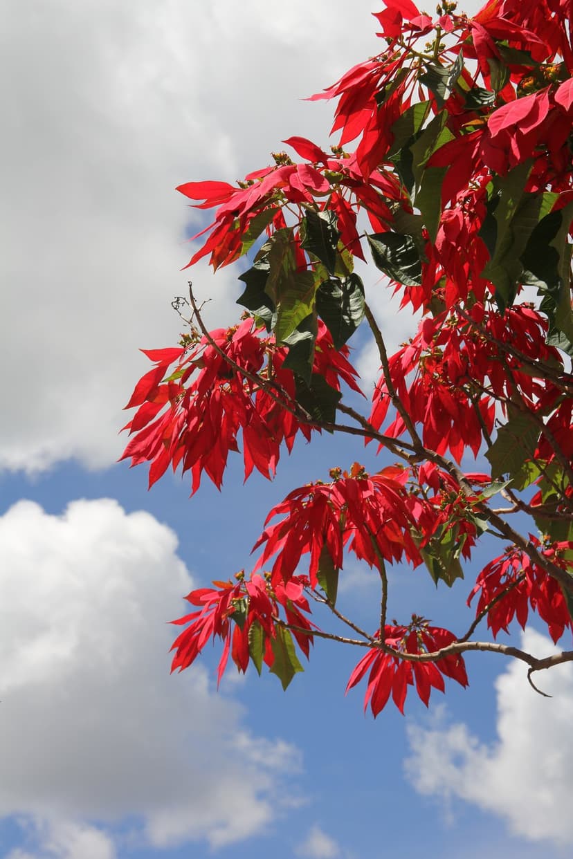Red poinsettia flowers with velvety petals and green leaves against a bright blue sky with white clouds.