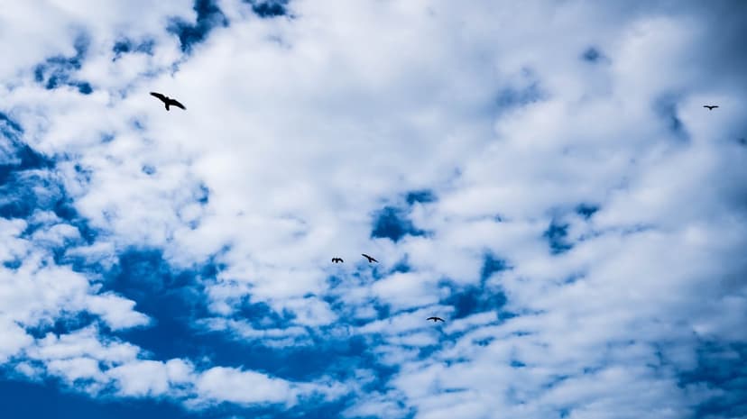 Silhouetted birds glide across a bright blue sky filled with textured white clouds in a vertical composition.