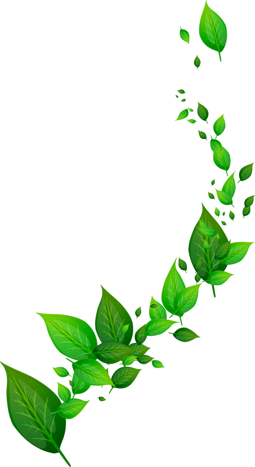 Green maple leaf branch with detailed veins and vibrant foliage over a transparent background for botanical art.