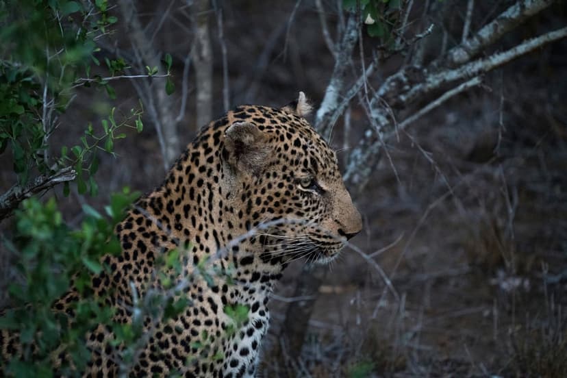 Leopard face with spotted fur and golden eyes peers through emerald green leaves and shadowed jungle branches.
