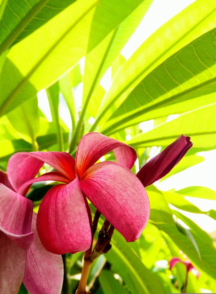 Pink plumeria flower with soft petals blooms amidst sunlit green leaves and a small bud in a tropical setting.