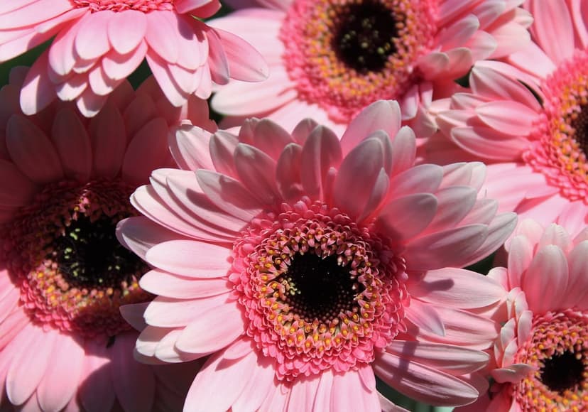 Pink Gerbera daisies with dark centers glow in sunlight, showing detailed petal textures and soft bokeh.