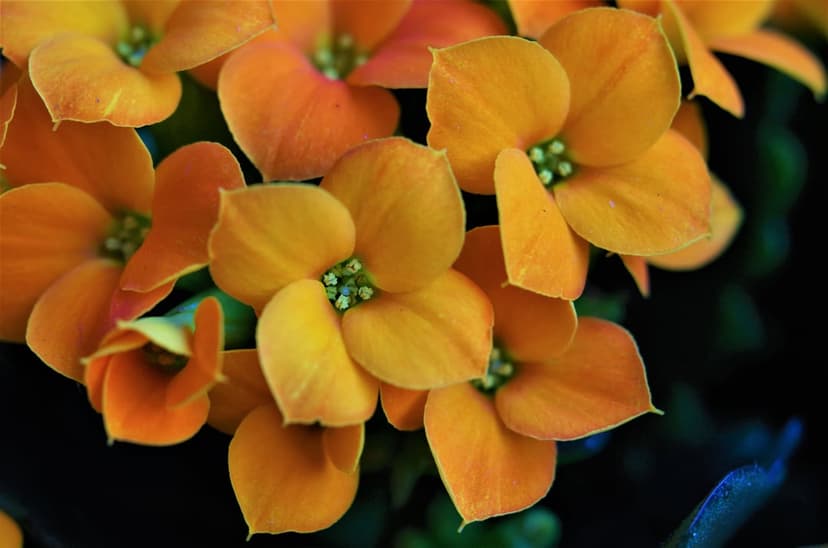 Orange wallflowers with detailed petals and green centers bloom against a dark, blurred natural background.