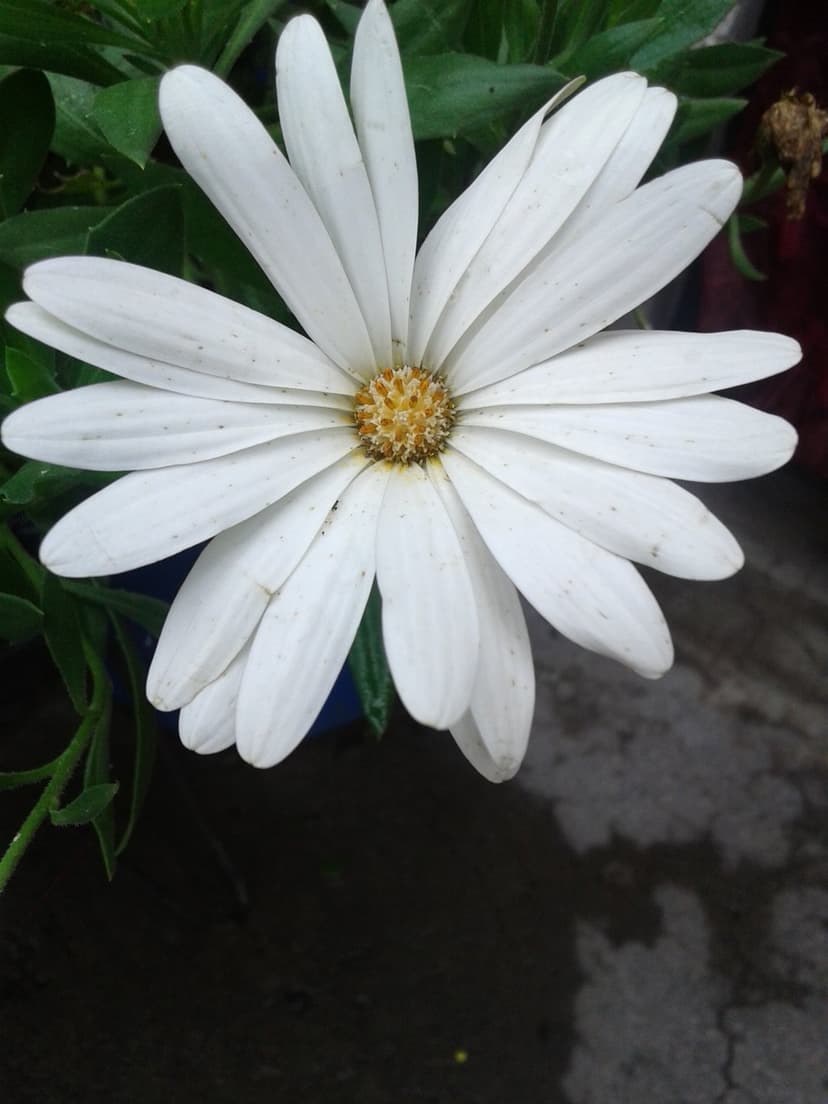White daisy flower in a macro close-up with a textured yellow center against a soft green garden background.