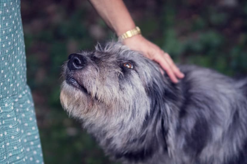 Shaggy grey dog with soulful eyes being petted by a hand against a soft green blurred outdoor background.